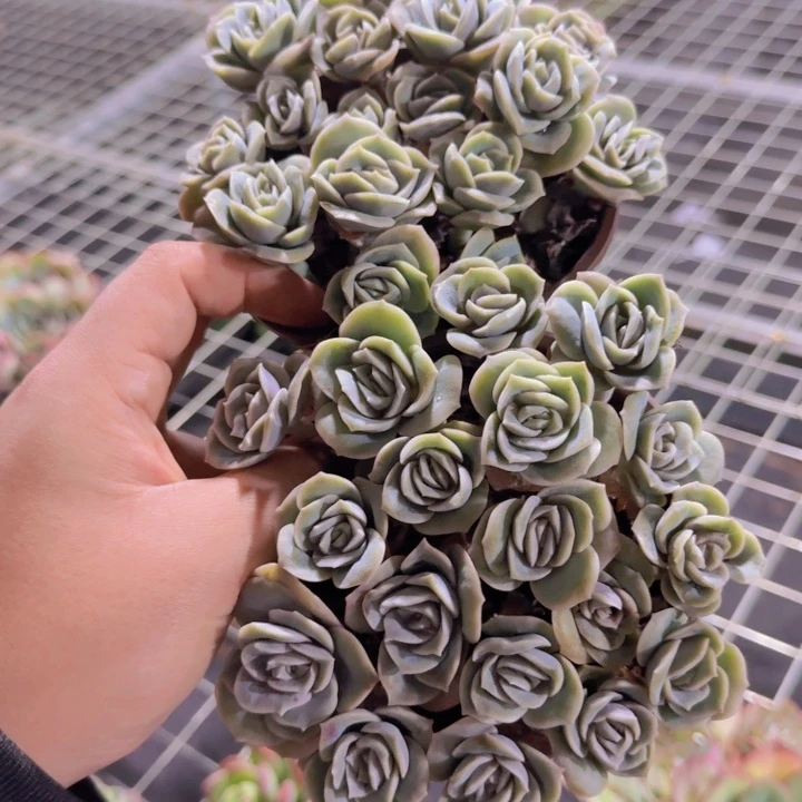 可爱玫瑰散装带盆土两盆