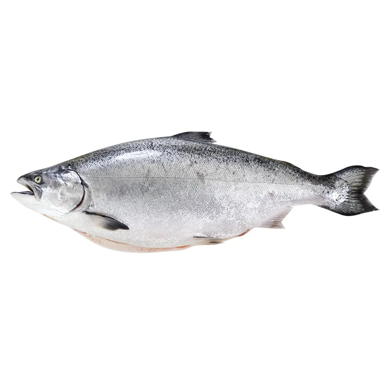 新西兰帝王鲑冰鲜整条5-6kg