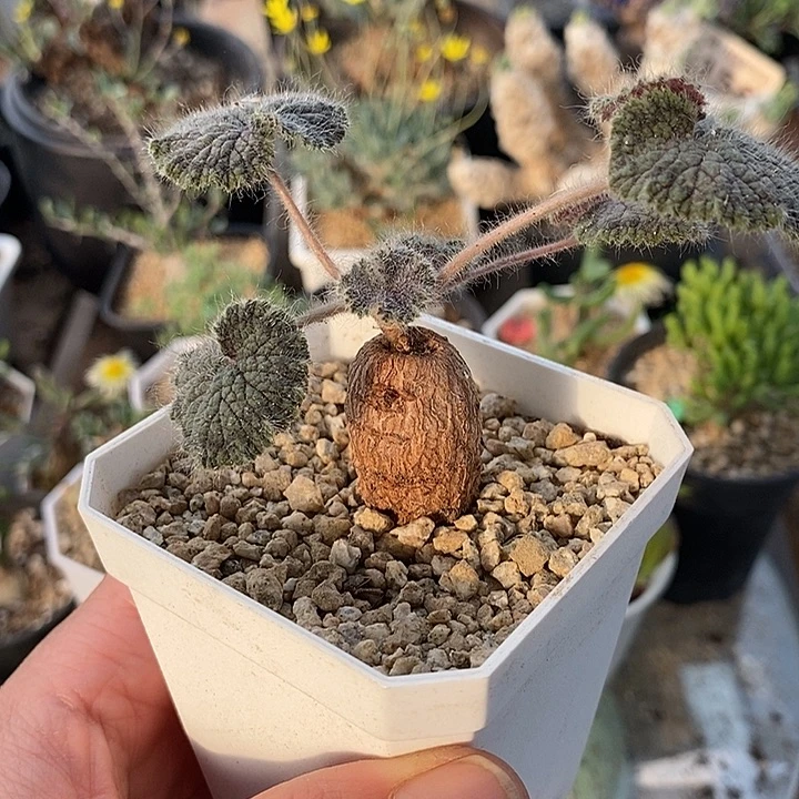 112圆叶洋葵带盆一一一一