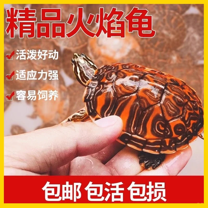 火焰龟小乌龟活物体深水冷水龟情侣稀有品种外塘宠物鱼缸混养乌龟