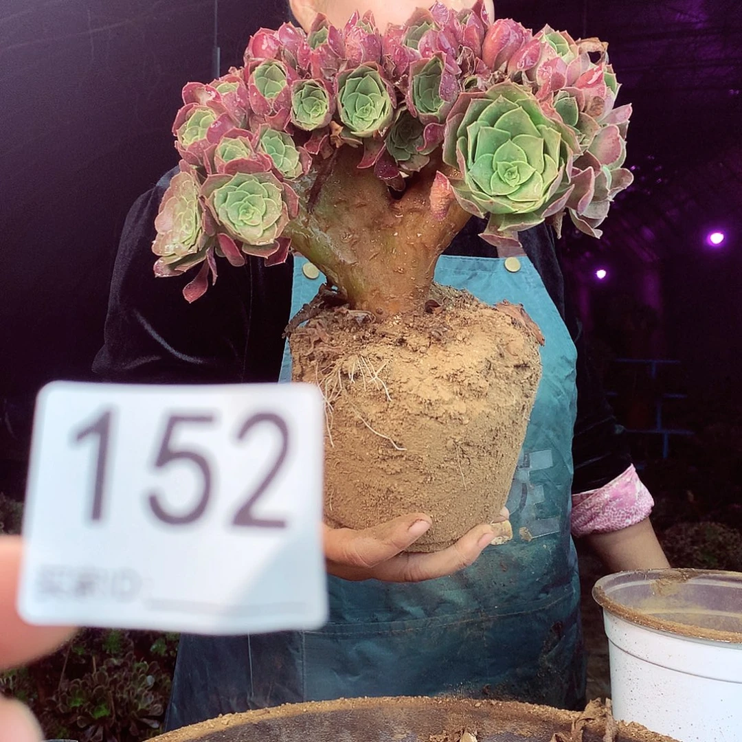 柒柒精品多肉脱土发货不包断侧枝152