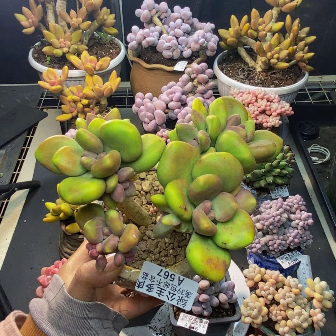 567芒果奶多肉10c m