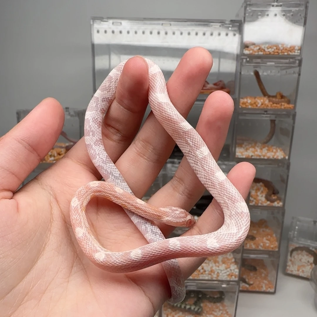 直播间专拍 珊瑚雪白妹妹