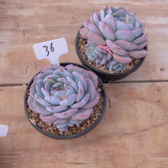 水*月36号两颗鸡血橙多肉植物