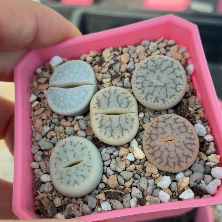 002五颗曲玉彩拼尺寸1.8+