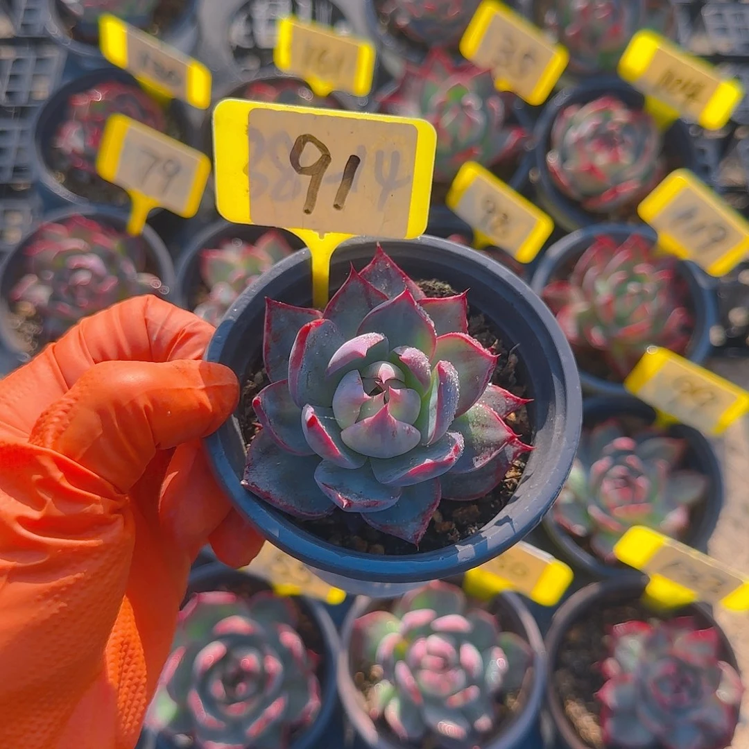 小*91惊鸿单头多肉