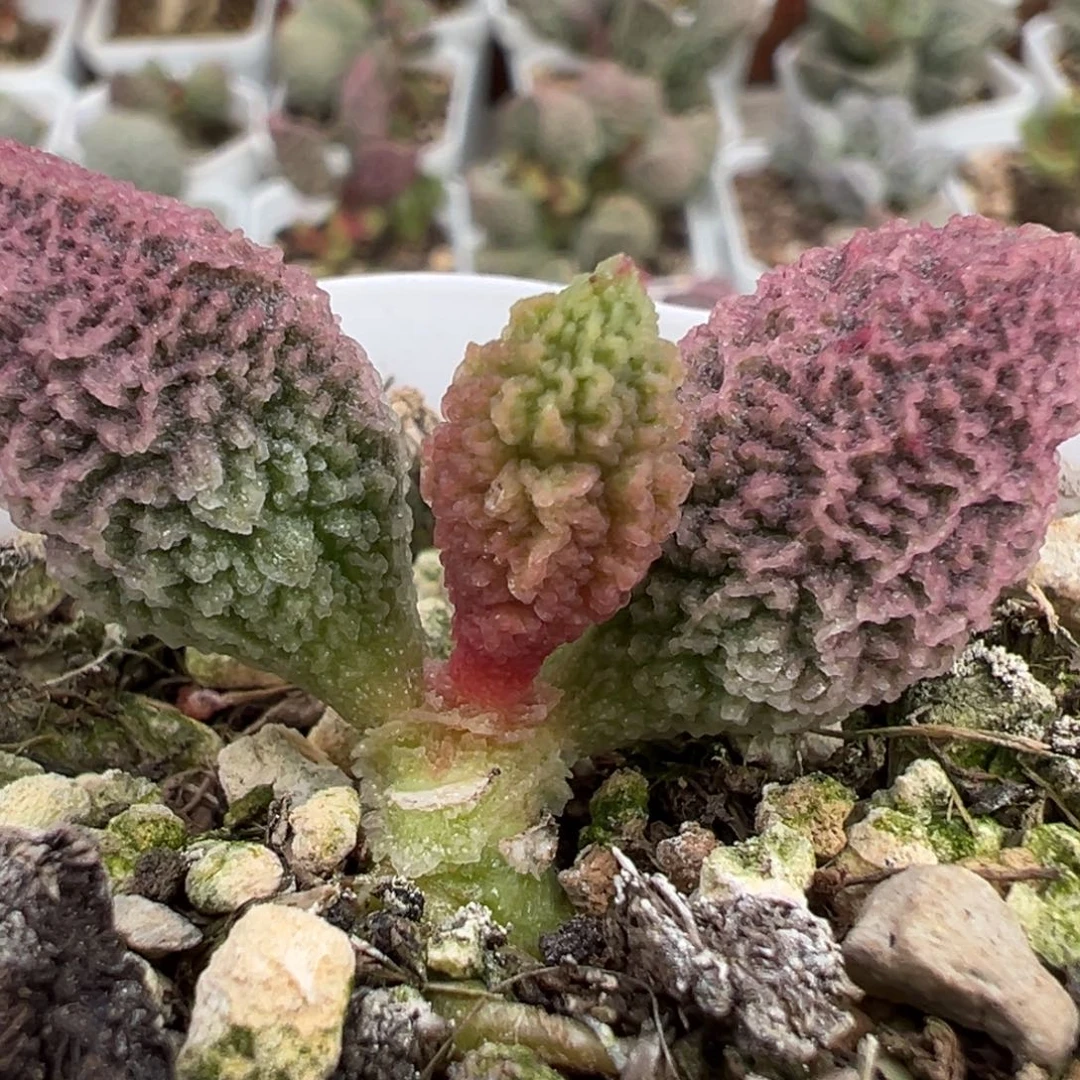 实生新品单头纯木质桩