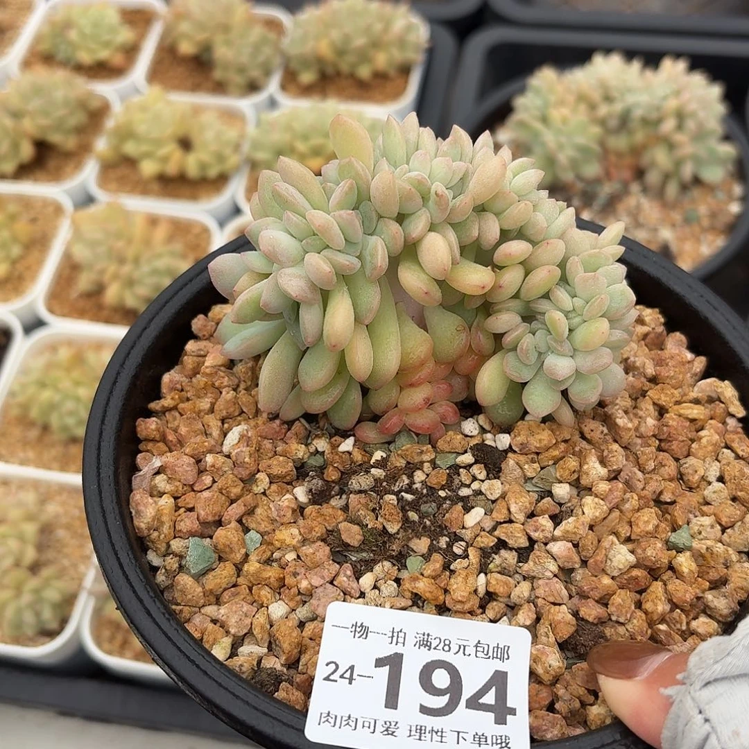 草莓泡芙缀无盆土发货