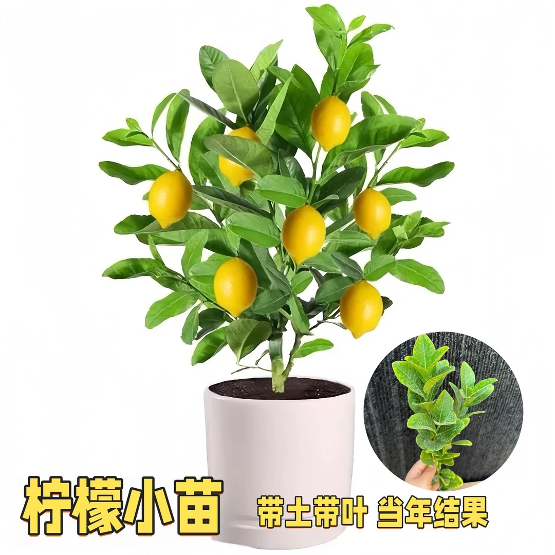 四季香水柠檬苗当年开花结果南北方种无籽青柠檬苗可食用盆栽地栽