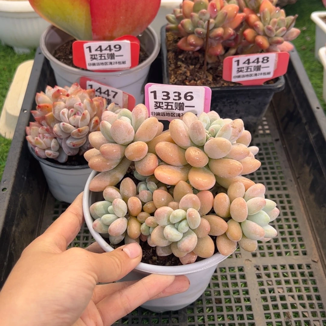 表妹精品多肉1336.