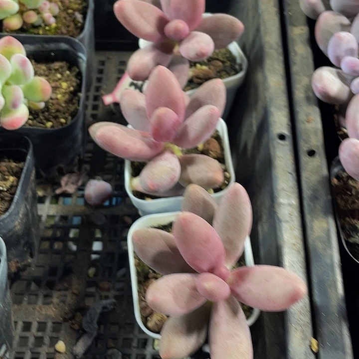 糖果美人带盆土发