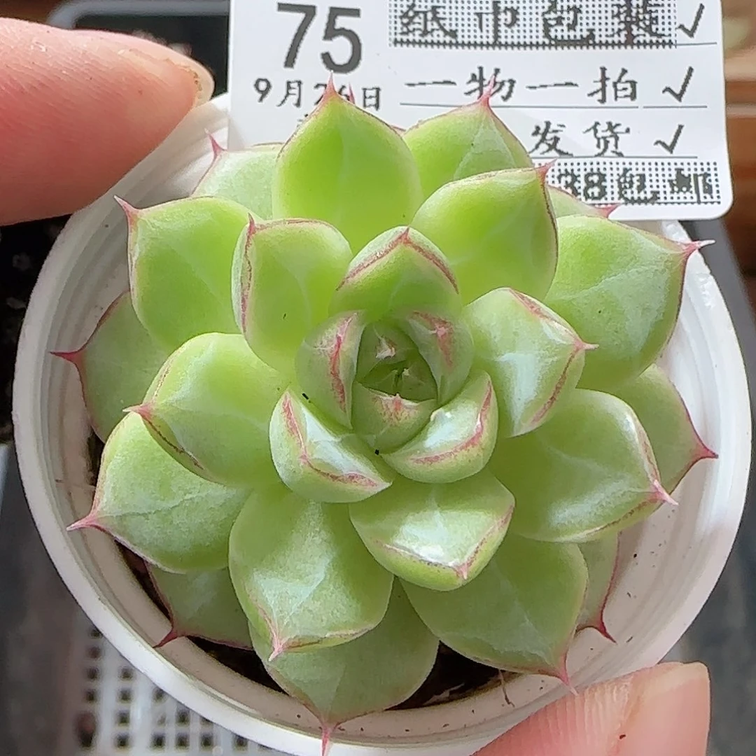 多肉0926--75女王玫瑰