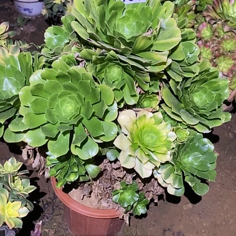 多肉植物法师8绿杨蓉