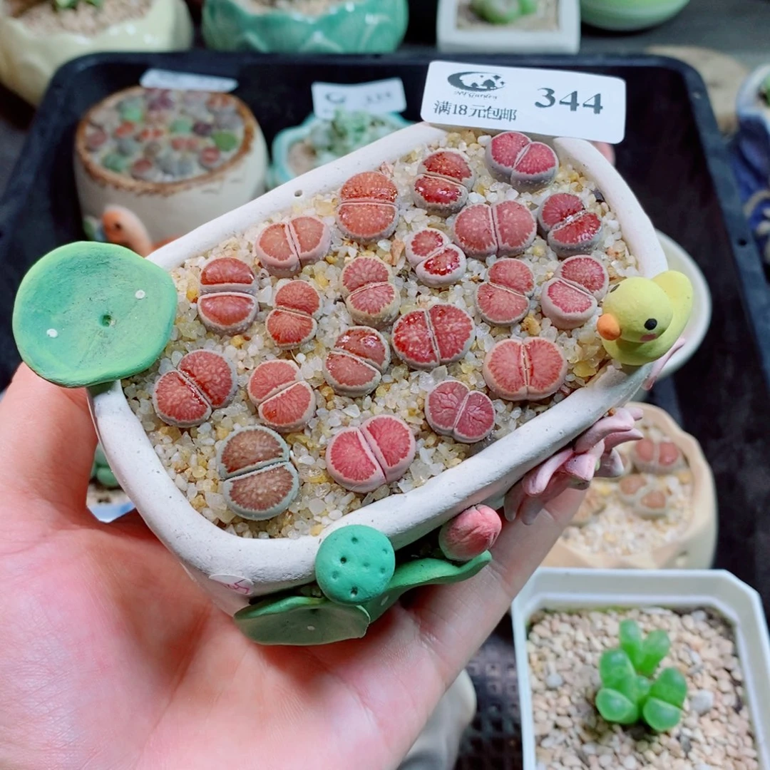生石花花花花花344