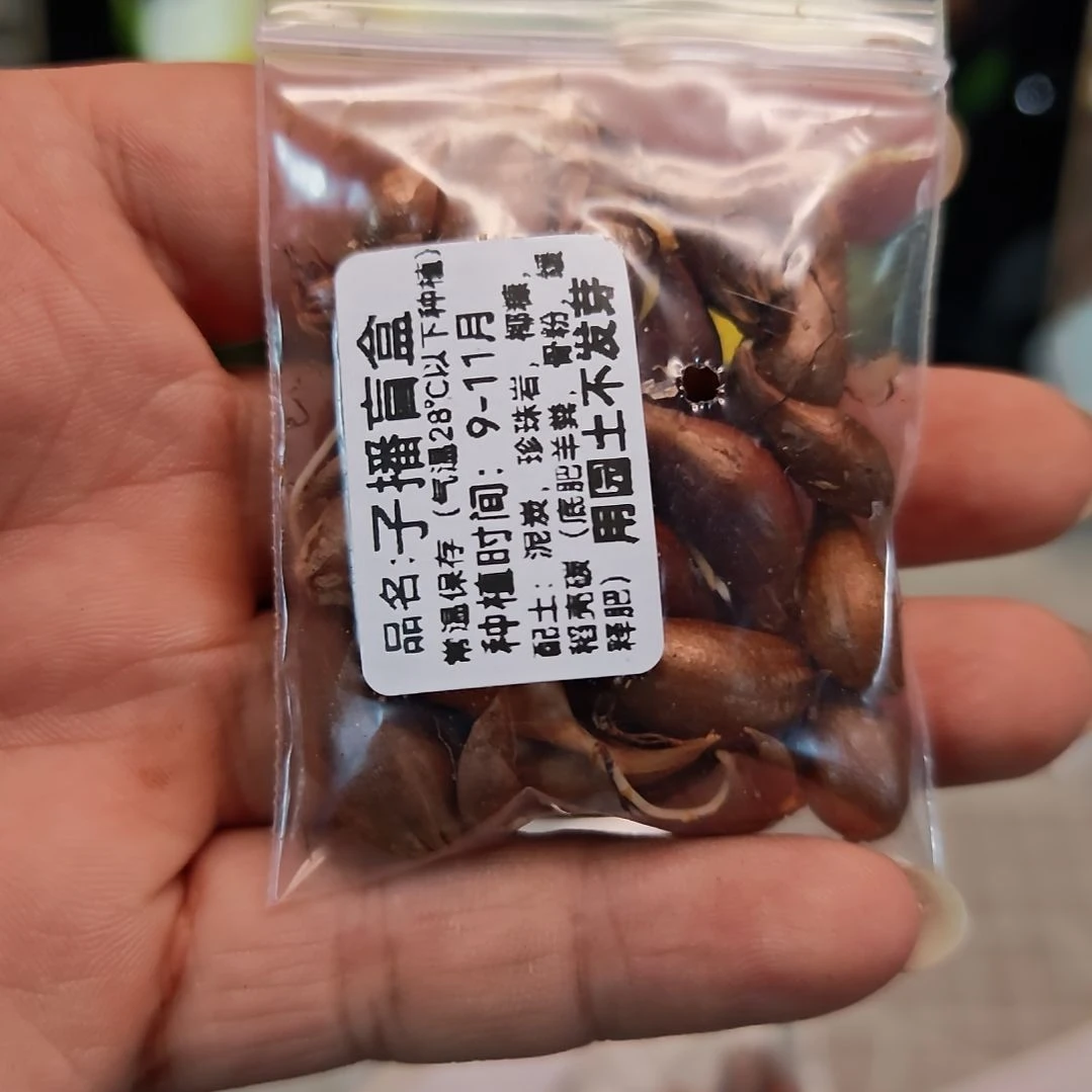 酢浆草早花三色糖果盒子播盲盒
