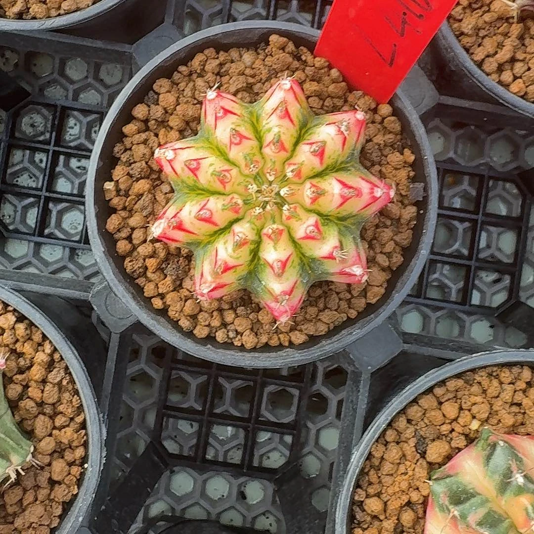 L410-1117广东发货 好彩