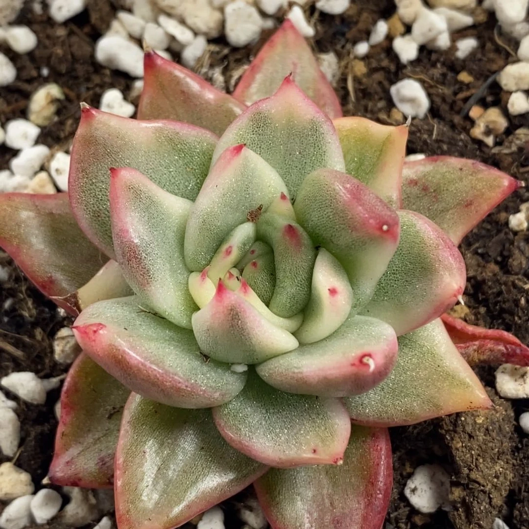 778幸福玛丽亚锦单头