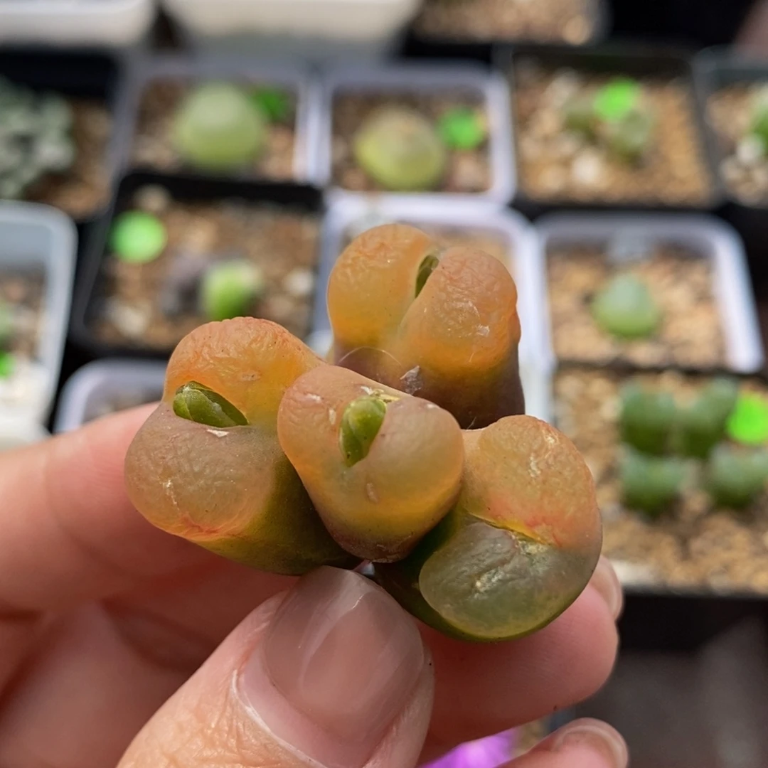 4头（瑕疵）多肉植物308