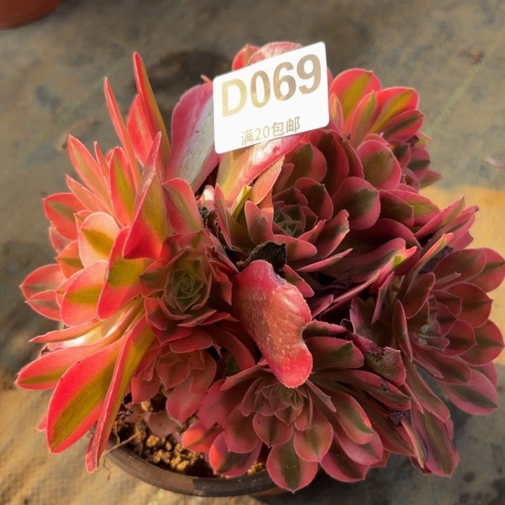 瑞妈多肉植物069