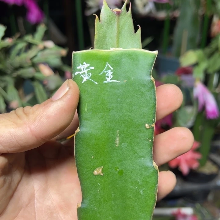 黄金女王嫁接单片小苗一颗