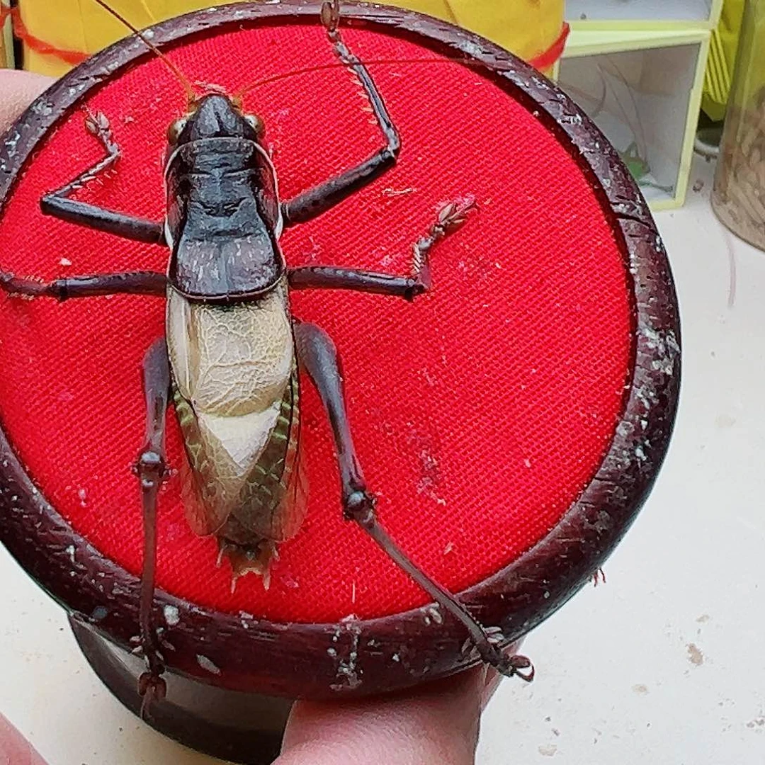 佐****蟋蟀郝建伟3皮炮筒