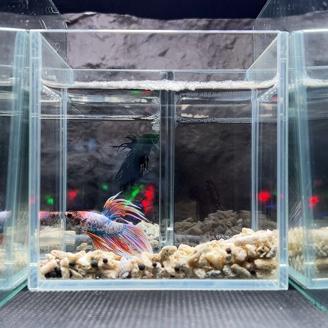 斗鱼精品精品精品精品精品精品