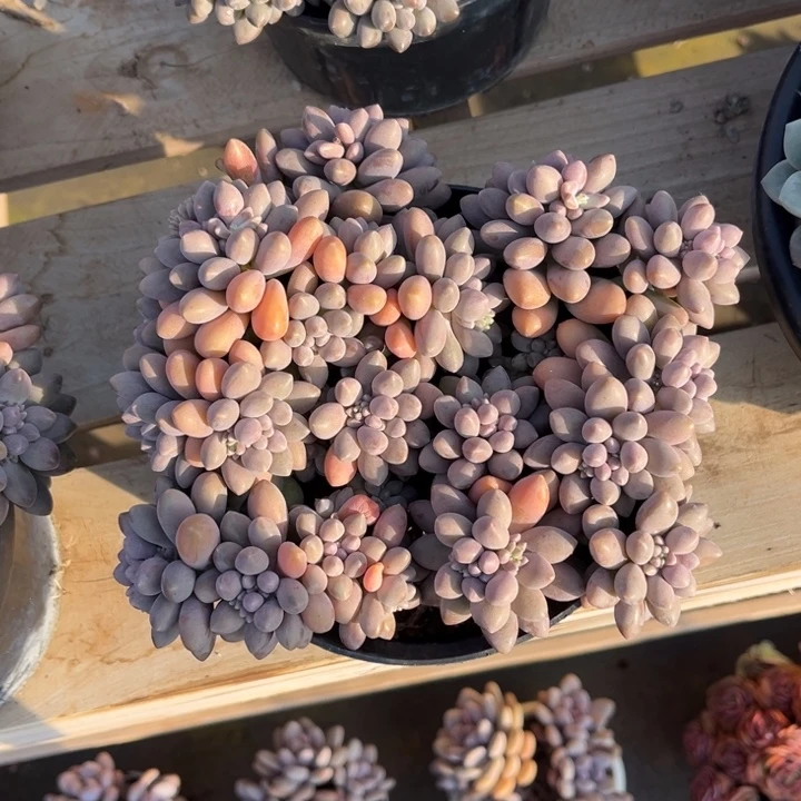 星黛露多肉植物159