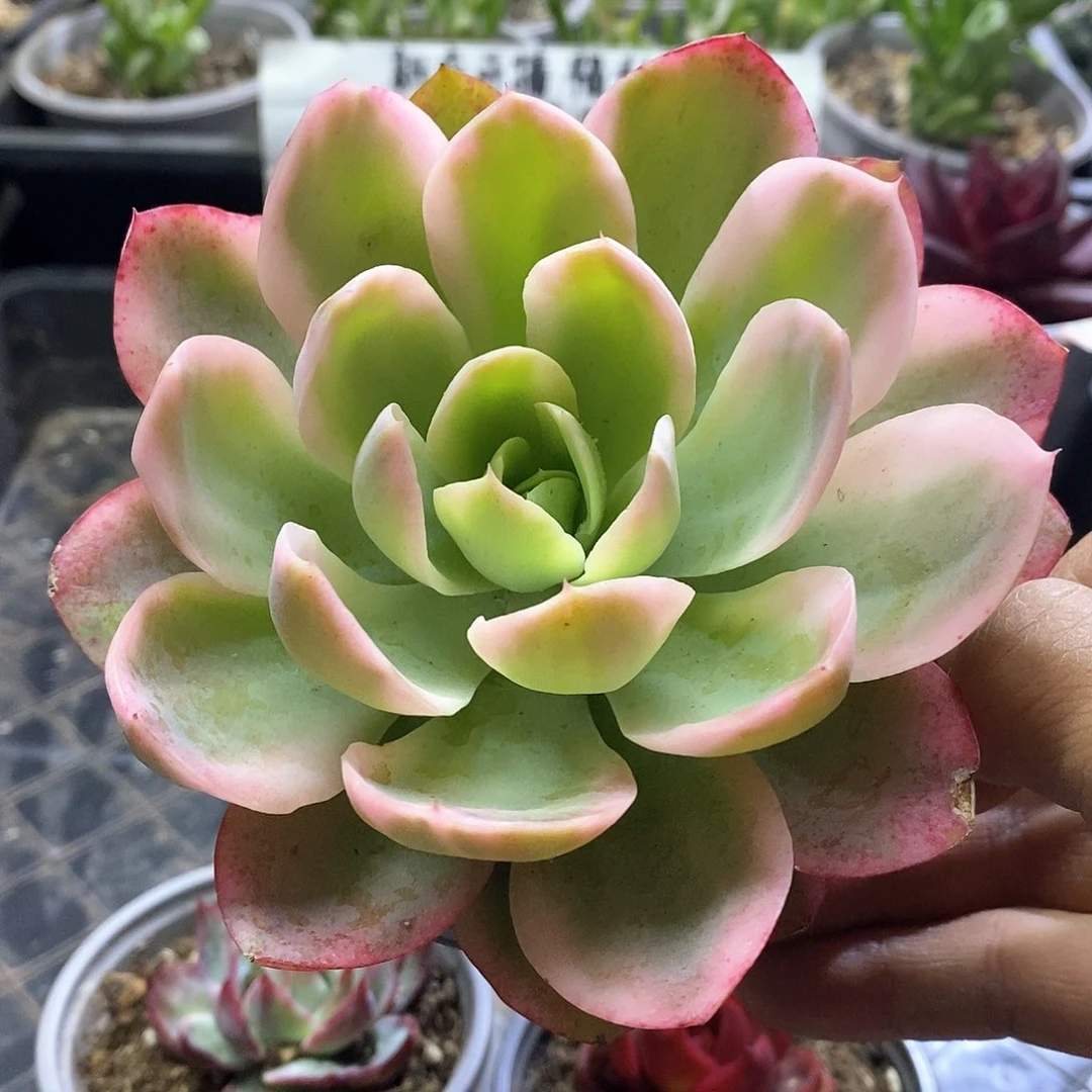 1602粉色贝拉多肉