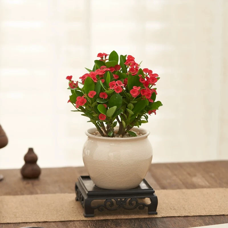 虎刺梅多肉（凑单满15元包邮）