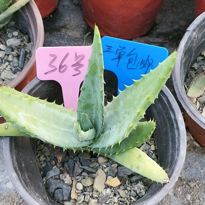 【闪购商品】无花朵好望角芦荟