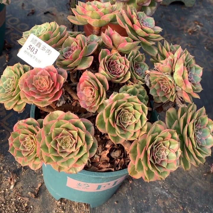 503粉花妖多肉植物特价