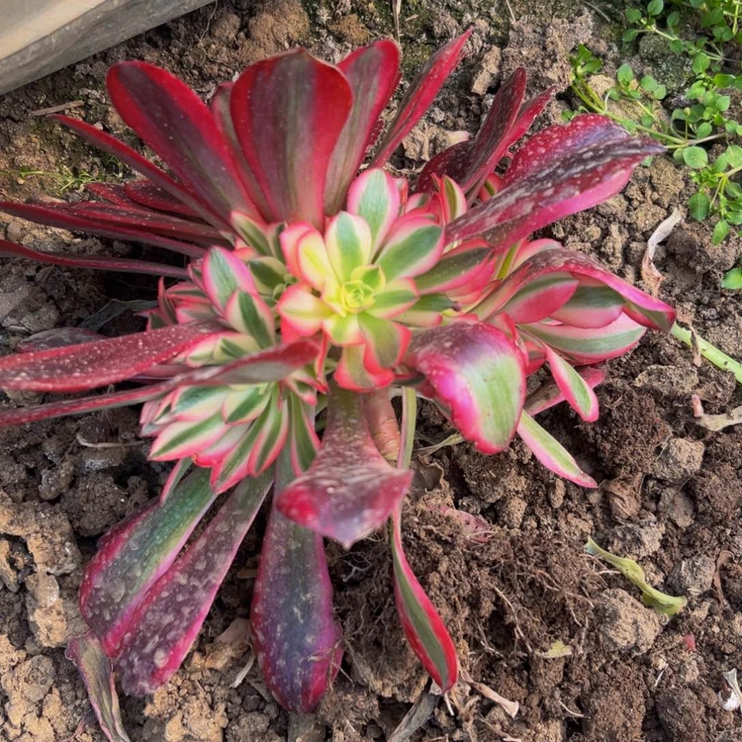 美杜莎多肉植物捧花9