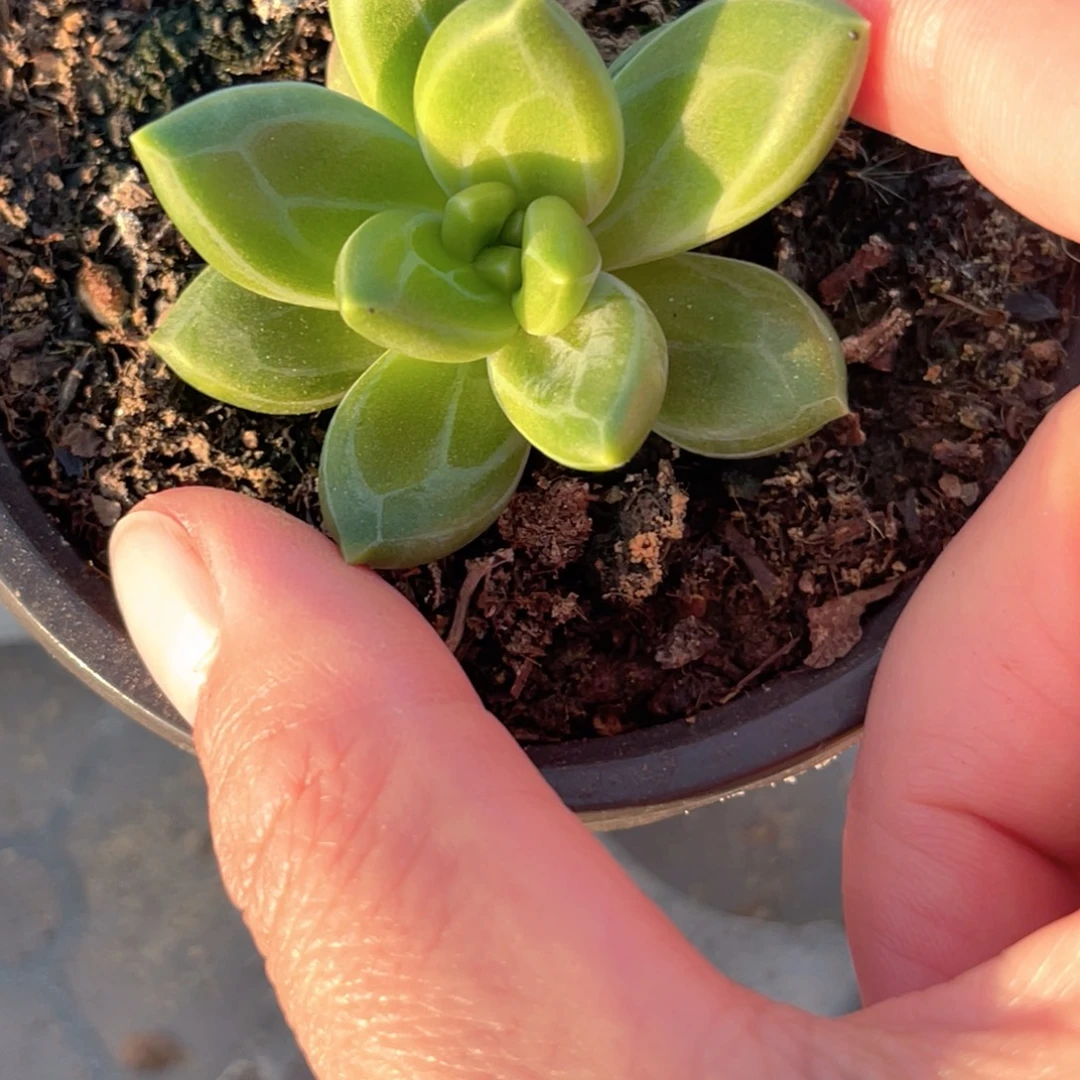 龙***五美人系多肉植物寄养