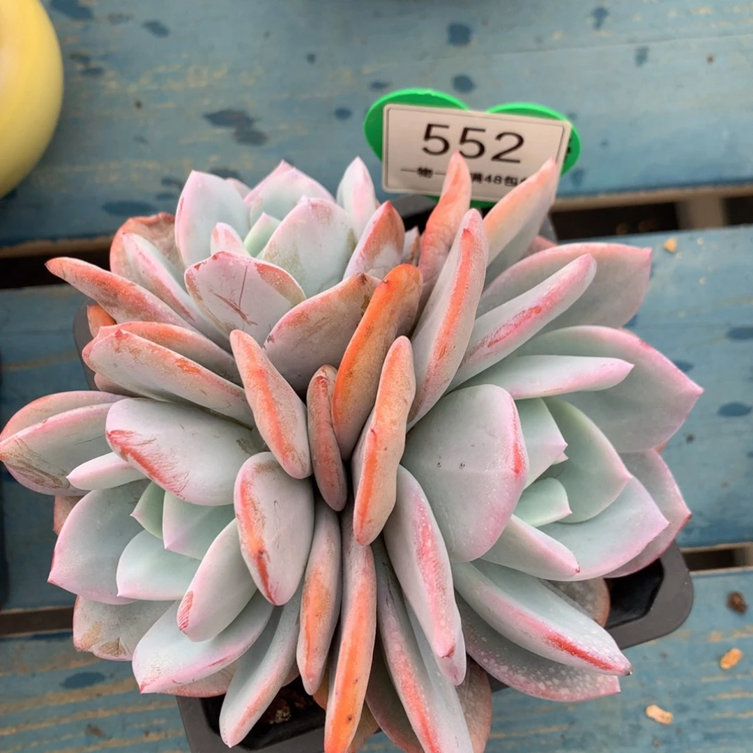 韩版奶茶老桩平头552