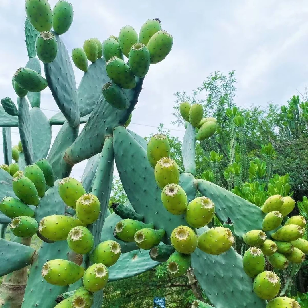 无刺仙人掌种植叶片绿植盆栽可观赏防辐射室内装饰新宠仙人掌盆栽