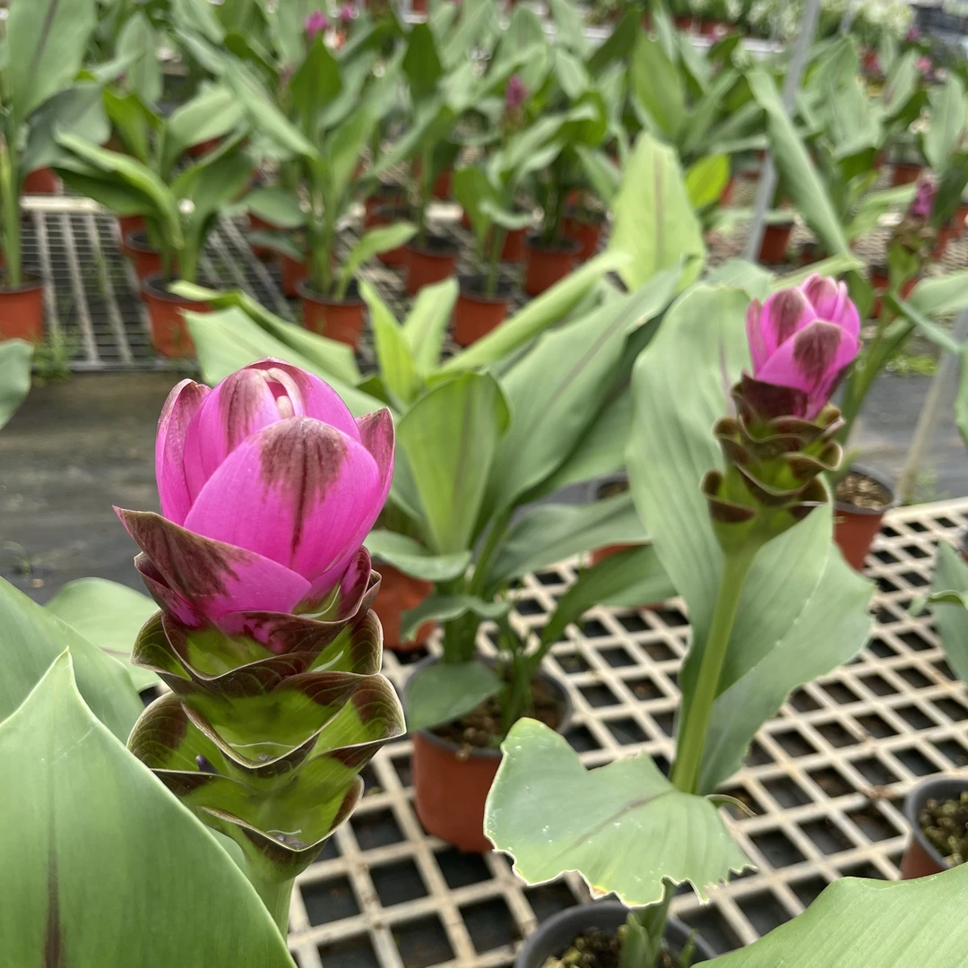 【姜荷花】盆栽盆花基地顺丰直发