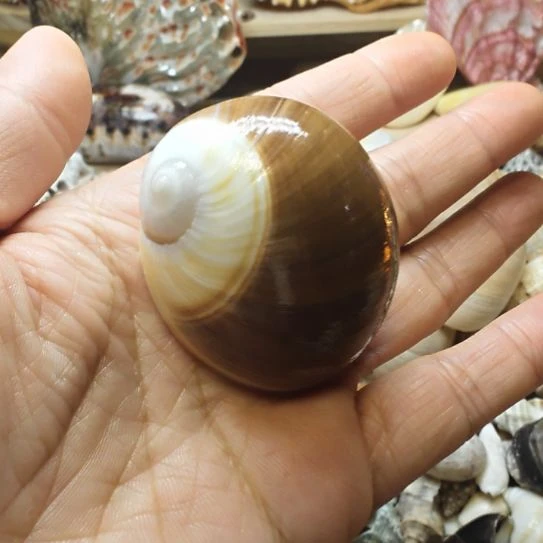 石材寄居蟹替换壳3.3口径