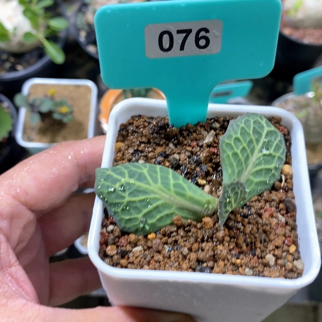 彩叶厚炖菊多肉植物