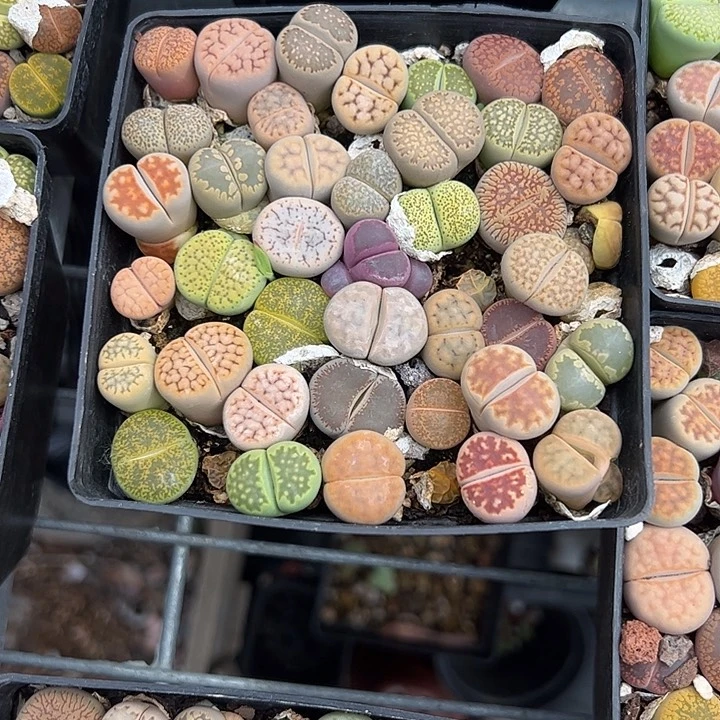 大盆生石花多肉植物精品