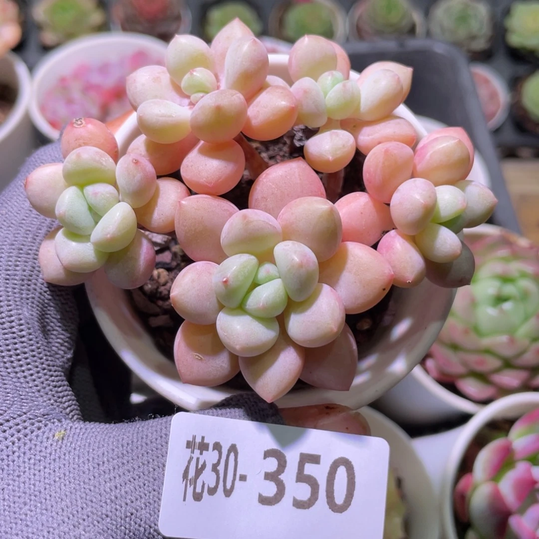 花利美30-350泡泡糖