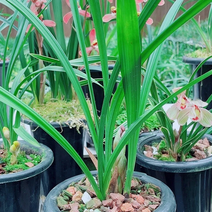 林***伟完全开放一物一漂亮