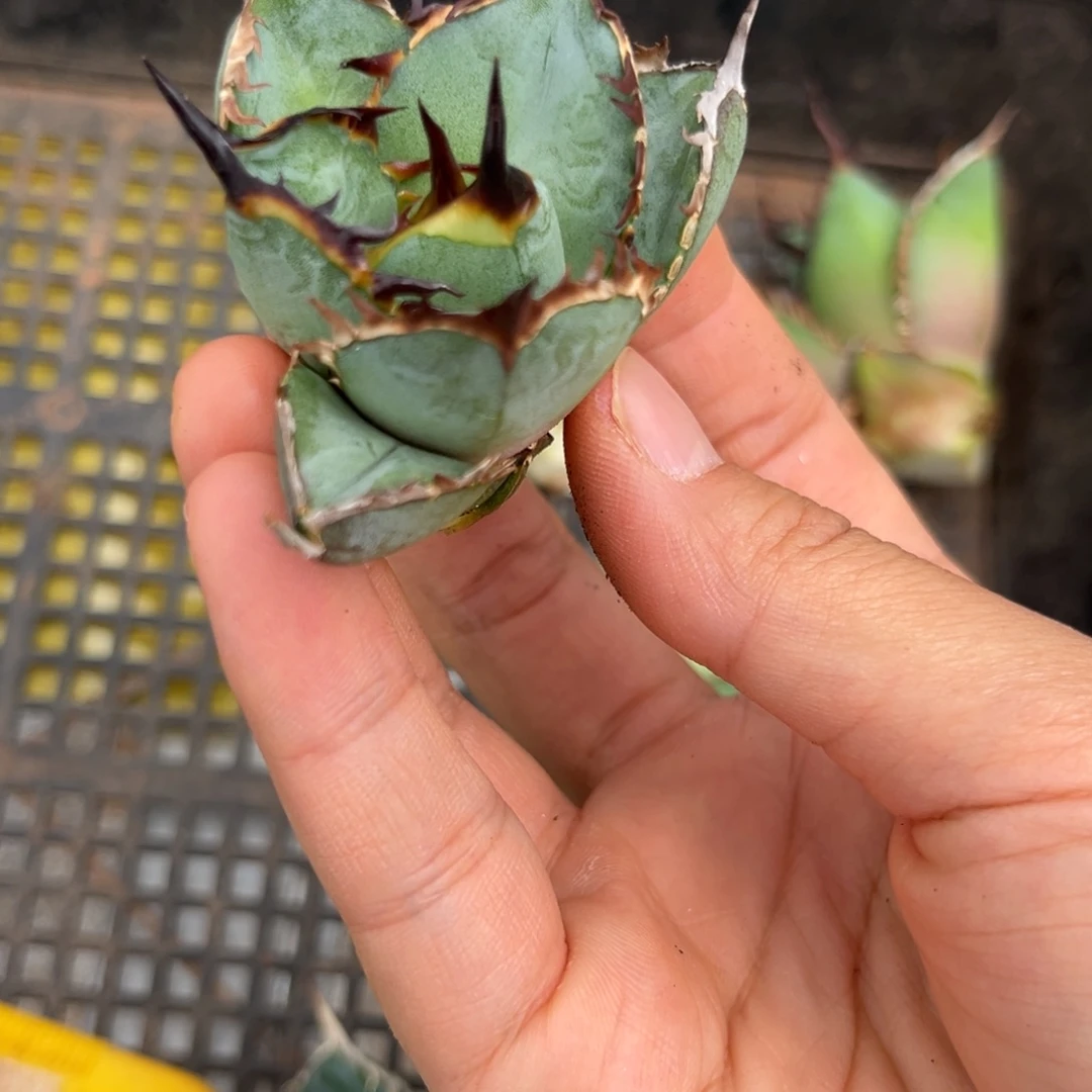 龙舌兰仁王冠芽子