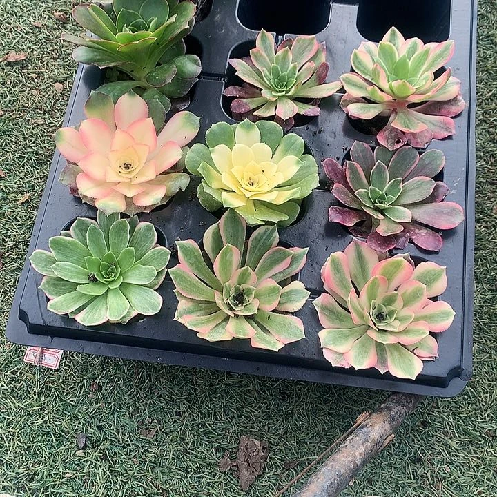 658法师单头10棵多肉植物