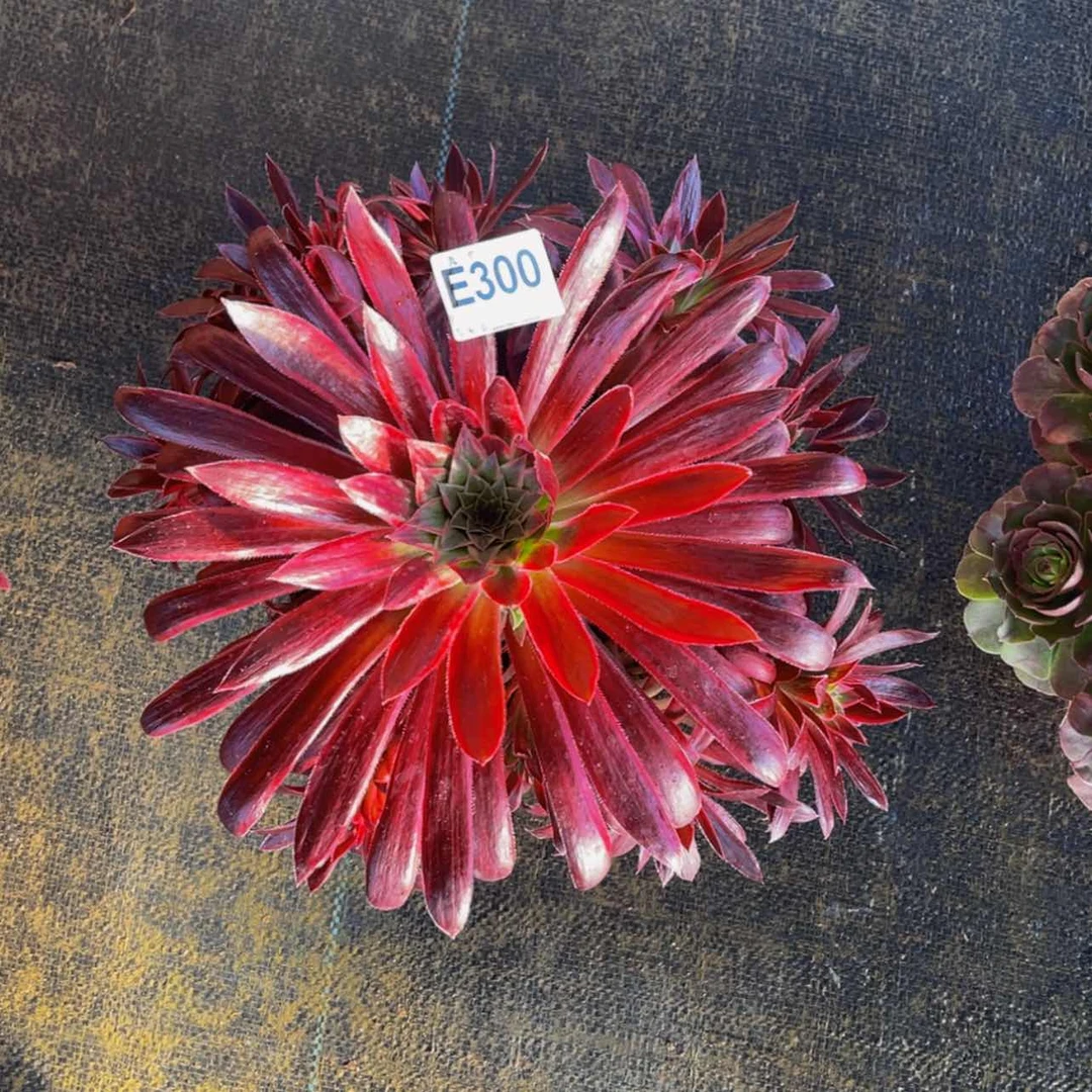 【闪购商品】30000