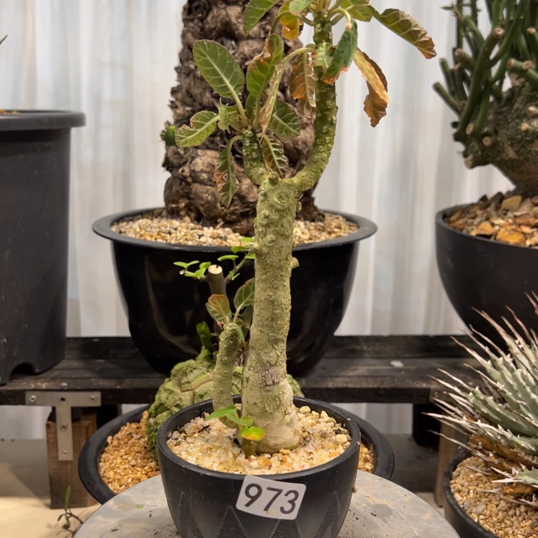 伦***天973硫桑带盆发货植物