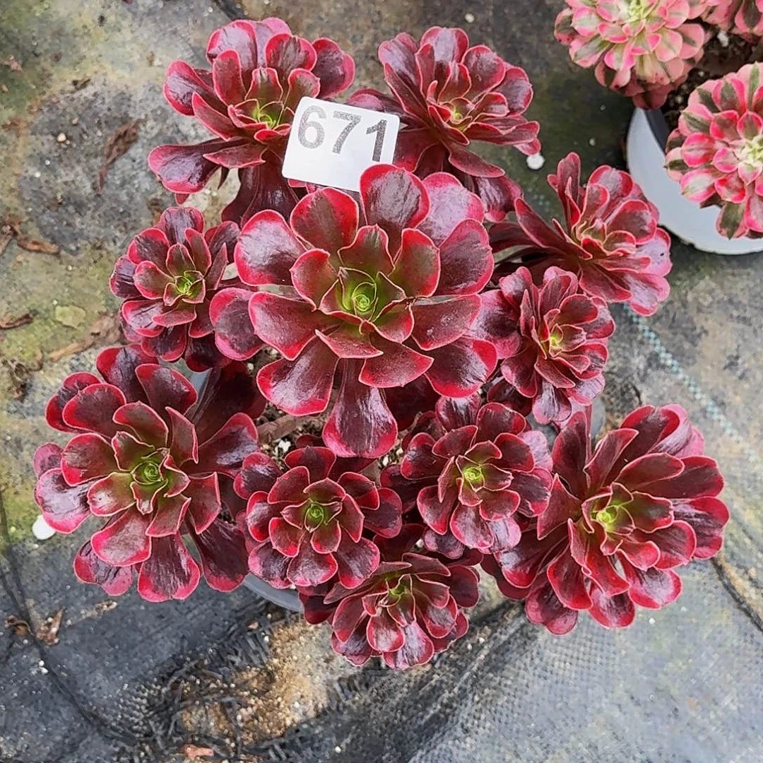 671爱神冠服在30公分左右