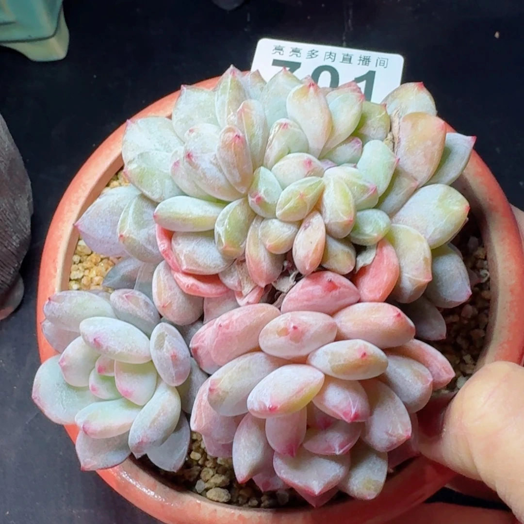 屯***鼠星影缀化           精美多肉