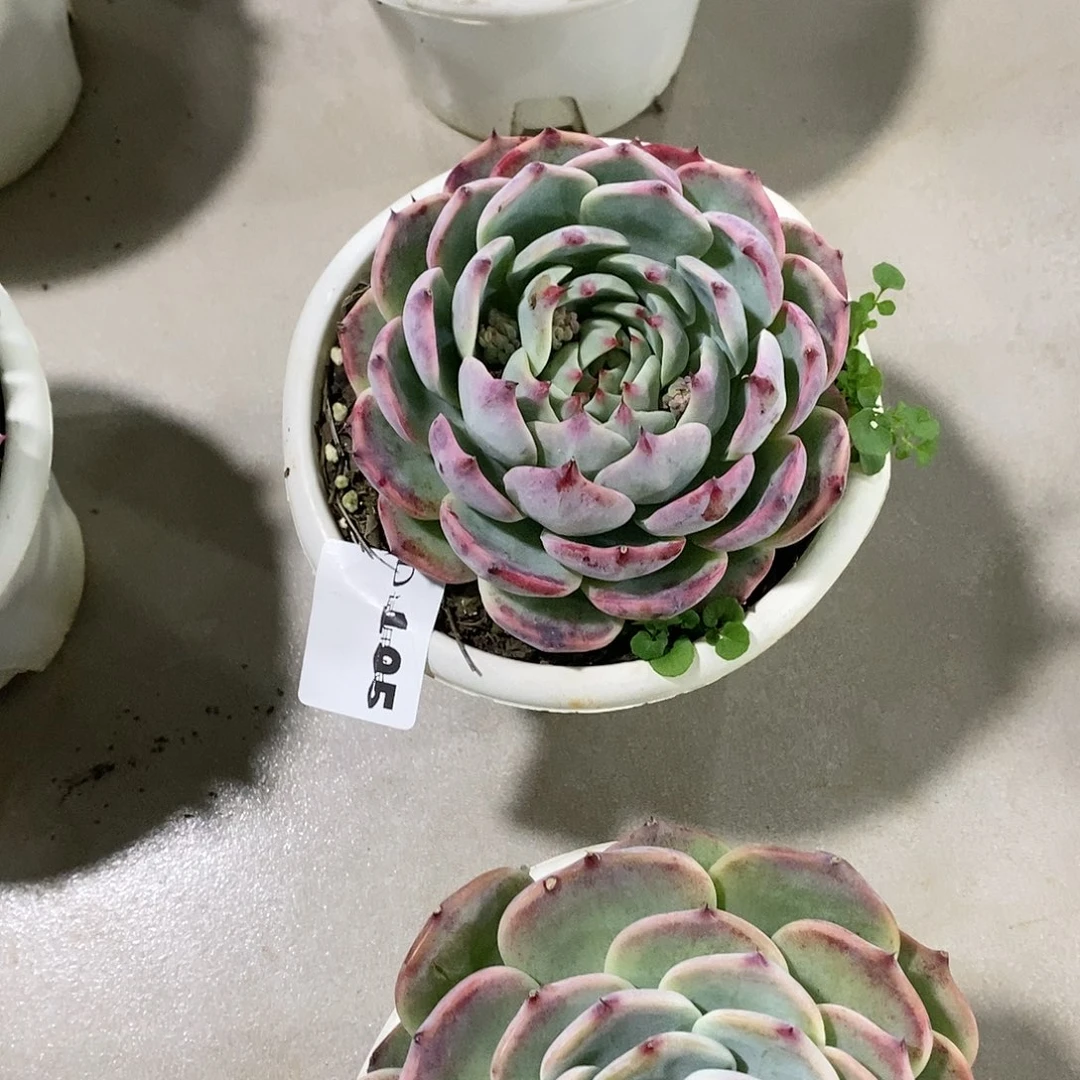 年**喻185吉娃娃多肉植物