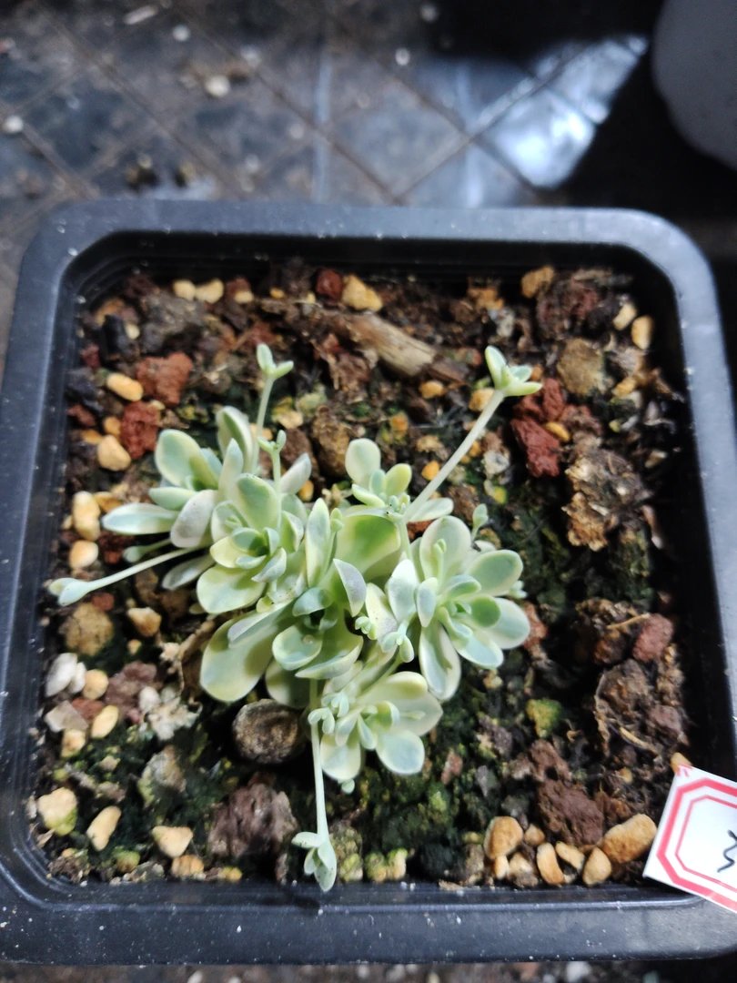 非偏远18包邮  一物一拍  10厘米盆 A389子持莲花锦