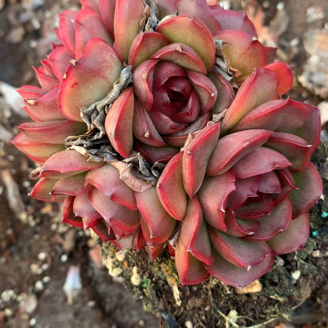 3843杂交精品基地10厘米